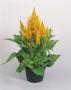 Seminte profesionale Celosia Plumosa - Creasta cocosului - imagine 48935